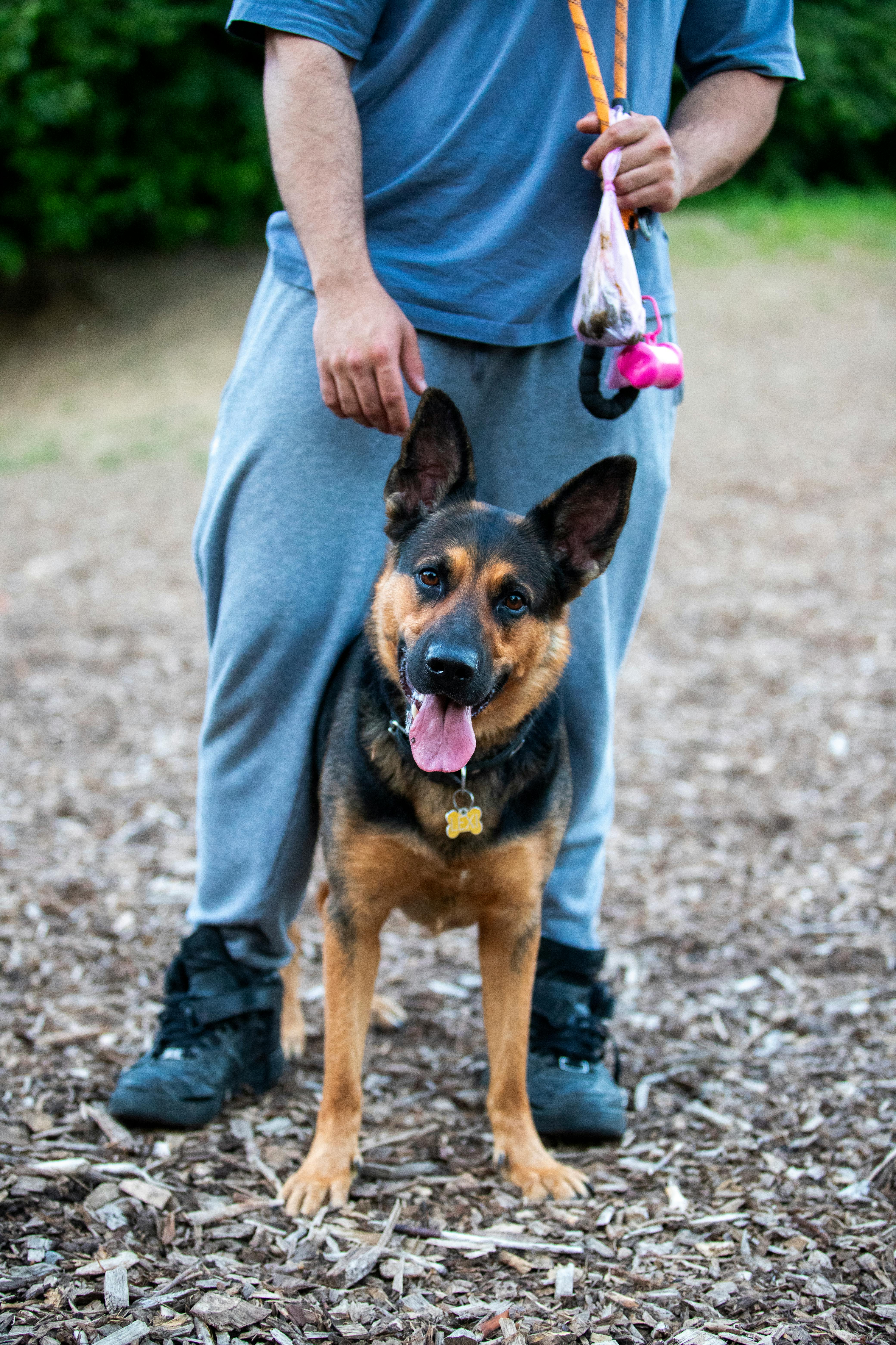 Offene Gruppe mit Hunden – Dazugehören