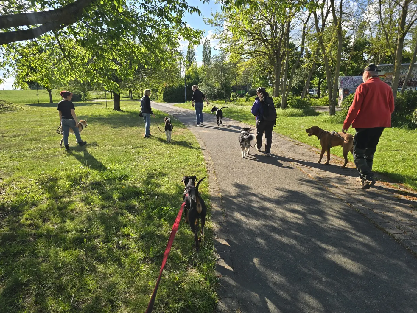 Gruppe von Menschen und Hunden auf einem gemeinsamen Spaziergang