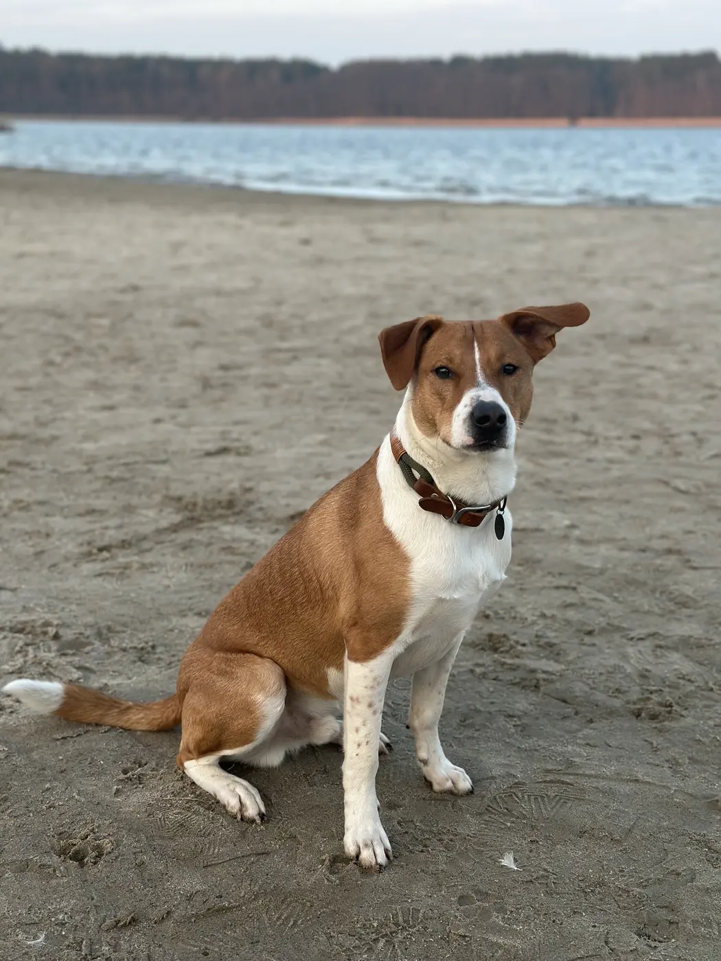 Braun-weißer Hund sitzt an einem See