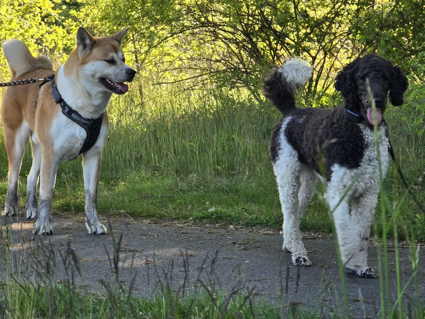 Zwei Hunde stehen am grünen Wegrand