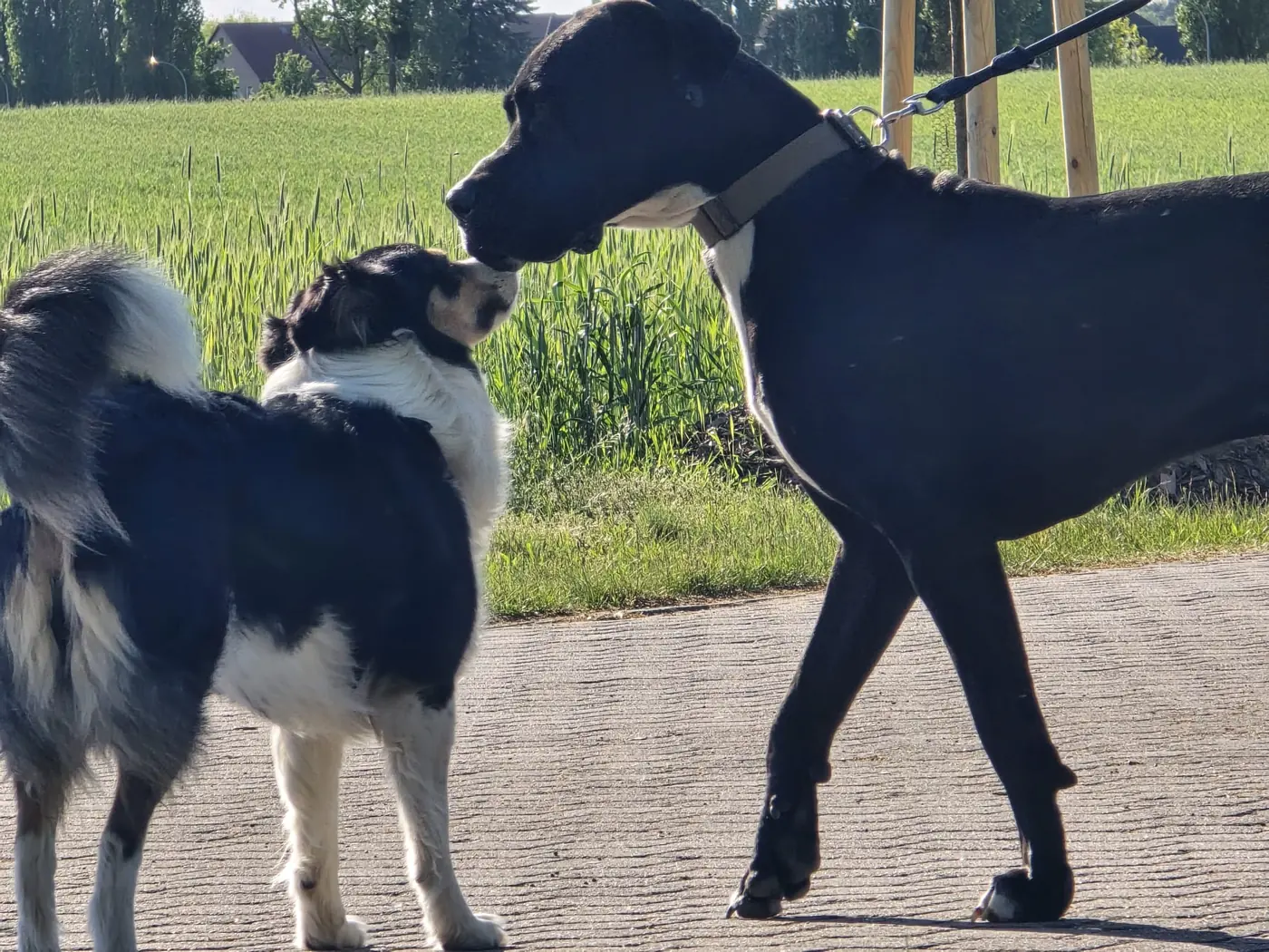 Zwei Hunde begegnen sich auf einem Weg