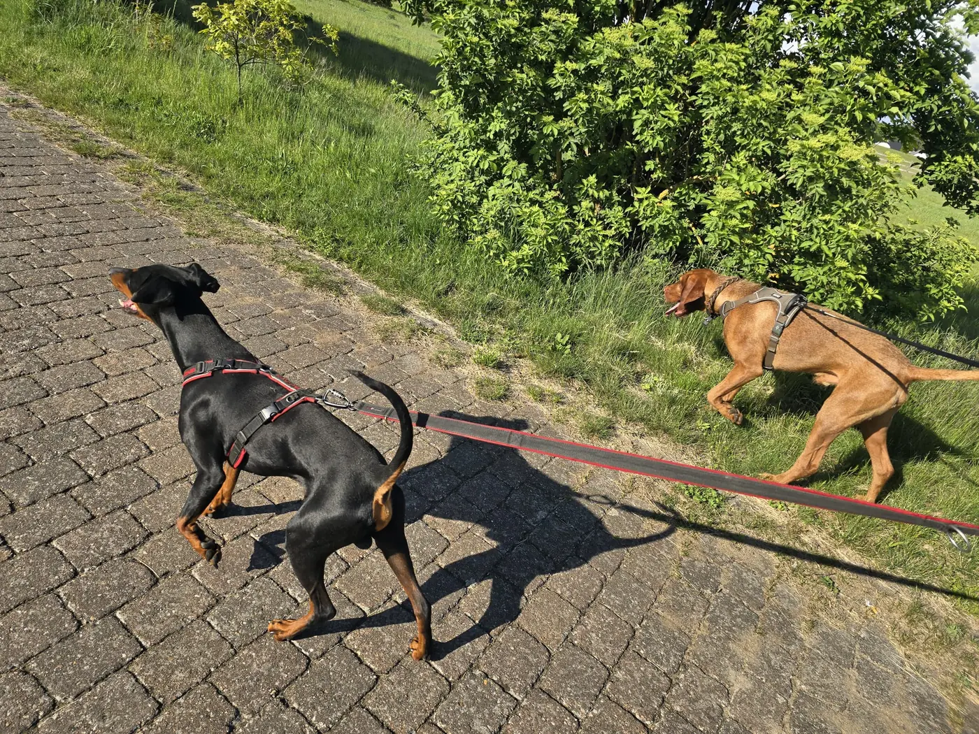 Zwei angeleinte Hunde laufen auf einem Weg
